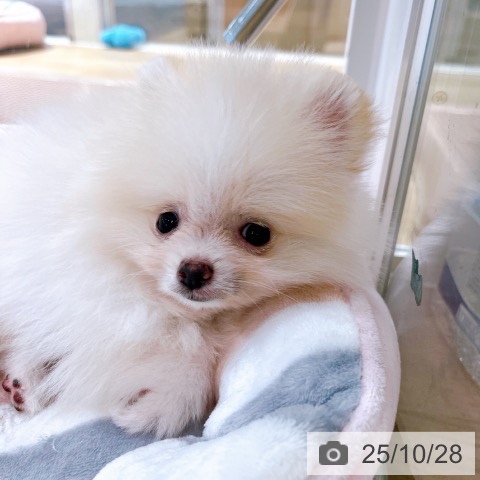 ポメラニアンの写真