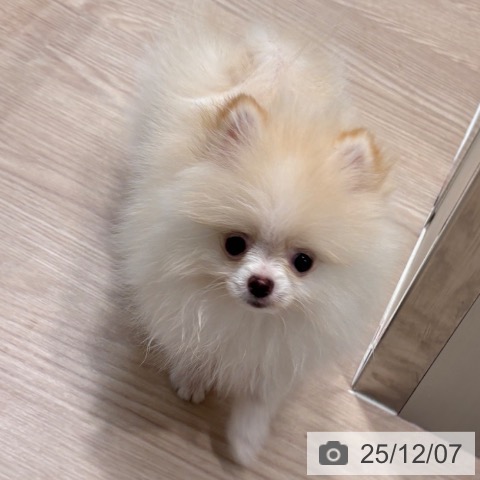 ポメラニアンの写真