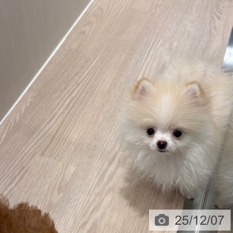 ポメラニアンの写真