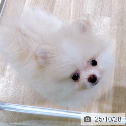 ポメラニアンの写真