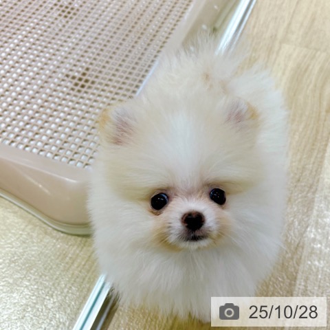 ポメラニアンの写真