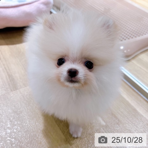 ポメラニアンの写真