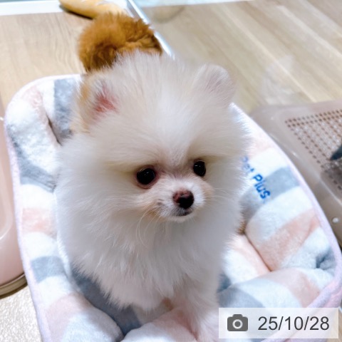 ポメラニアンの写真