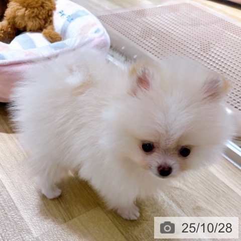 ポメラニアンの写真