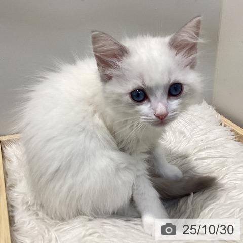 ラグドールの写真