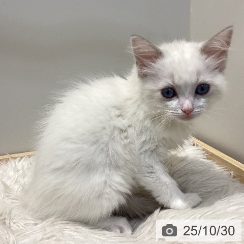 ラグドールの写真