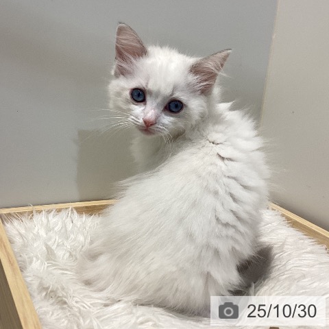 ラグドールの写真