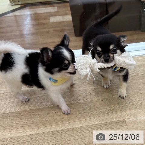 大阪府のチワワ(ロング) (ペットプラス 松原店/2025年8月29日生まれ/男の子/ホワイトブラックタン)の子犬の4枚目の画像