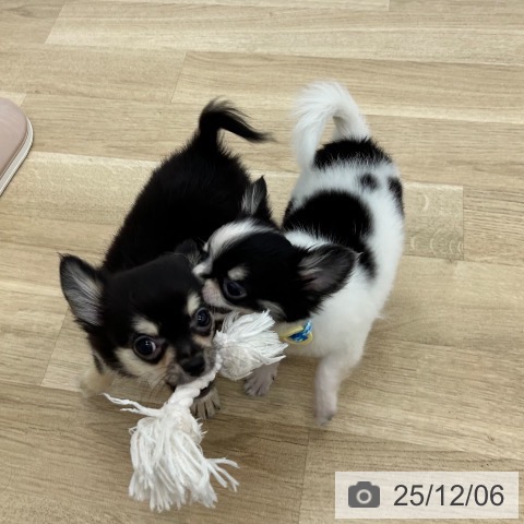 大阪府のチワワ(ロング) (ペットプラス 松原店/2025年8月29日生まれ/男の子/ホワイトブラックタン)の子犬の3枚目の画像