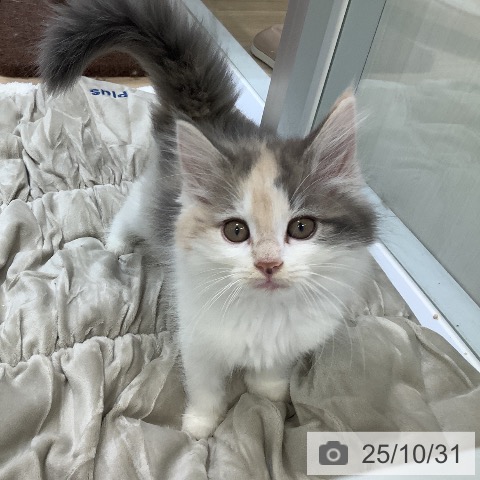 ノルウェージャンフォレストキャットの写真