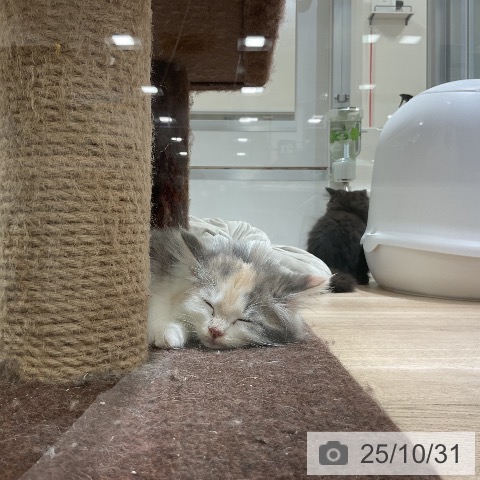 ノルウェージャンフォレストキャットの写真