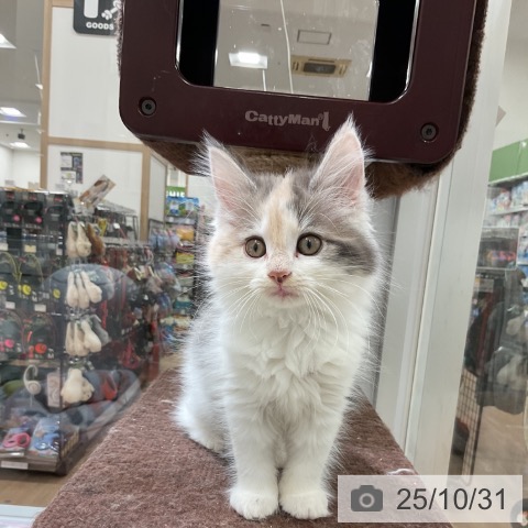 ノルウェージャンフォレストキャットの写真