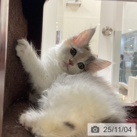 沖縄県のノルウェージャンフォレストキャット (ペットプラス 沖縄ライカム店/2025年8月22日生まれ/女の子/ダイリュートキャリコ)の子猫の3枚目の画像