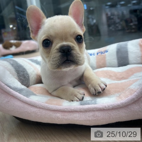 フレンチ・ブルドッグの写真