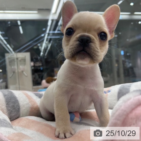フレンチ・ブルドッグの写真