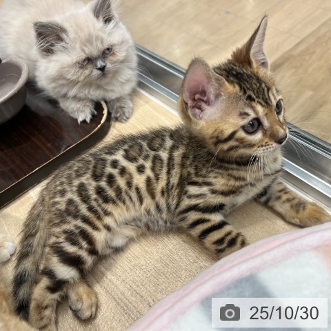 ベンガルの写真