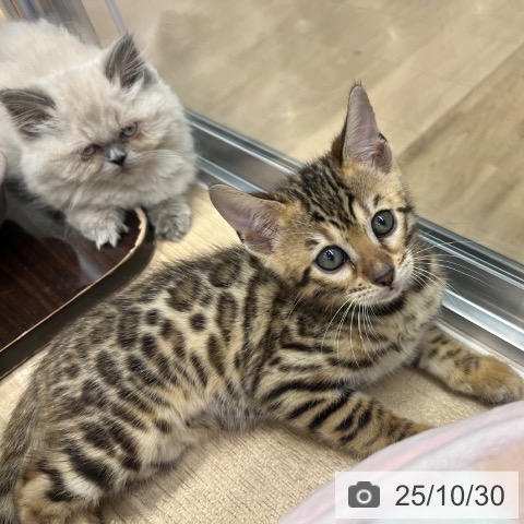 ベンガルの写真