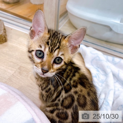 ベンガルの写真