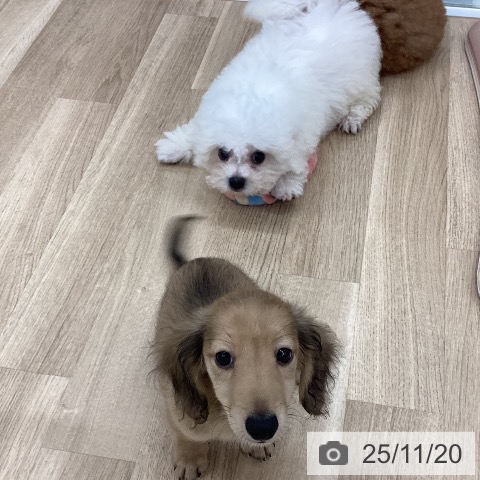 新潟県のミニチュアダックスフンド(ロング) (ペットプラス 新潟南店/2025年8月28日生まれ/男の子/シェーデットイエロー)の子犬の4枚目の画像