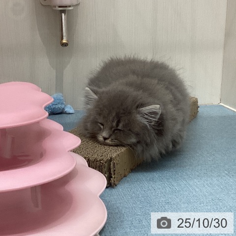 ラガマフィンの写真