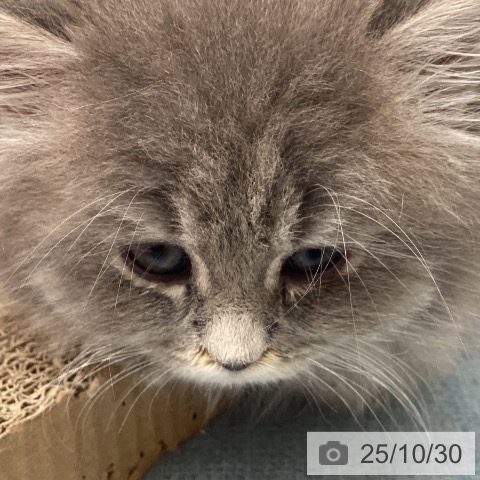 ラガマフィンの写真