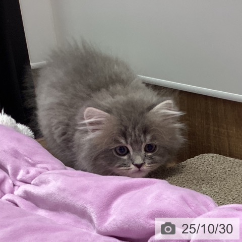 ラガマフィンの写真