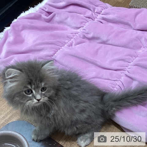 ラガマフィンの写真