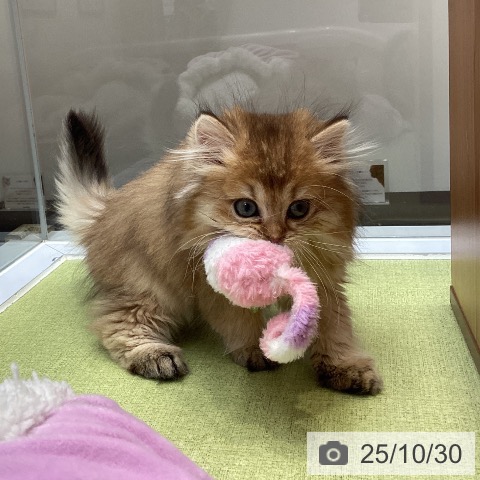 ブリティッシュロングヘアの写真