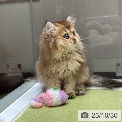 ブリティッシュロングヘアの写真