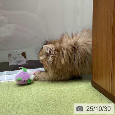 ブリティッシュロングヘアの写真