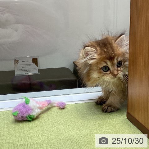 ブリティッシュロングヘアの写真