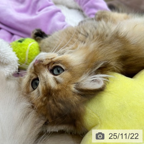 大阪府のブリティッシュロングヘアー (ペットプラス 松原店/2025年8月25日生まれ/男の子/ゴールデンティックドタビー)の子猫の3枚目の画像