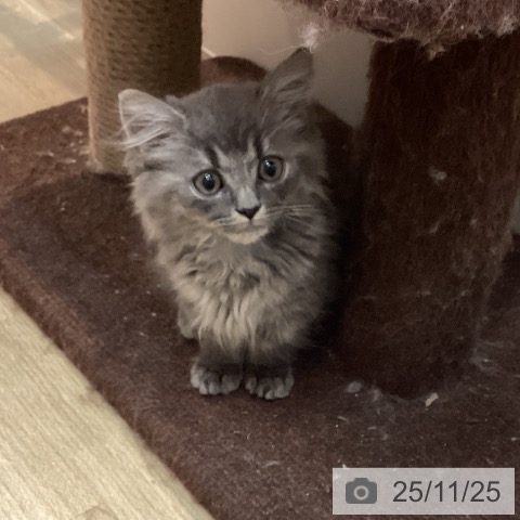 マンチカンの写真