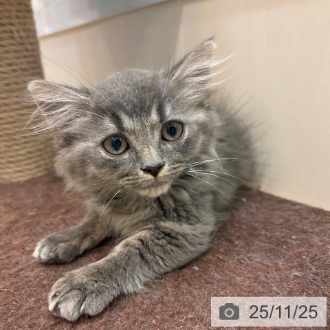 マンチカンの写真