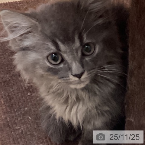 マンチカンの写真