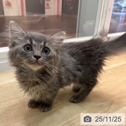 マンチカンの写真