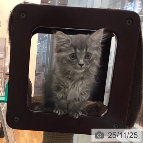 マンチカンの写真