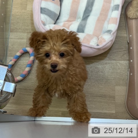 兵庫県のトイプードル(トイ) (ペットプラス 姫路大津店/2025年8月29日生まれ/男の子/アプリコット)の子犬の4枚目の画像