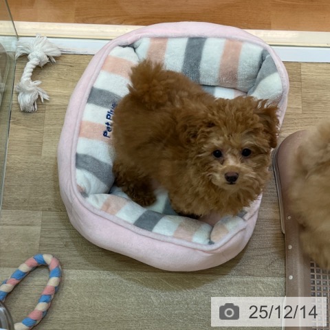 兵庫県のトイプードル(トイ) (ペットプラス 姫路大津店/2025年8月29日生まれ/男の子/アプリコット)の子犬の3枚目の画像