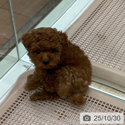 トイ・プードルの写真