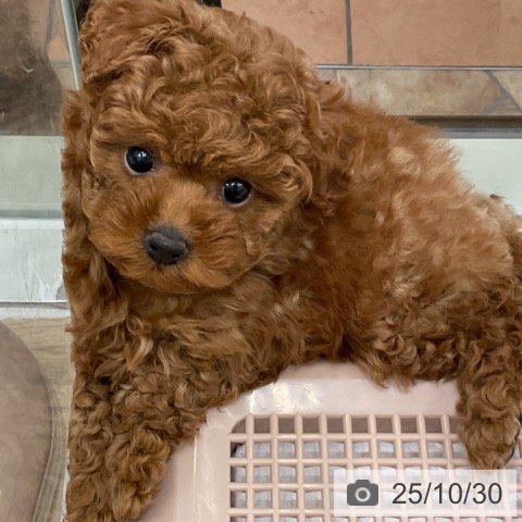 トイ・プードルの写真