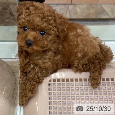 トイ・プードルの写真