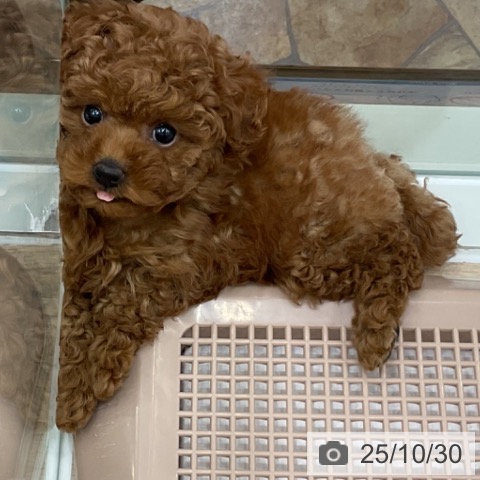 トイ・プードルの写真