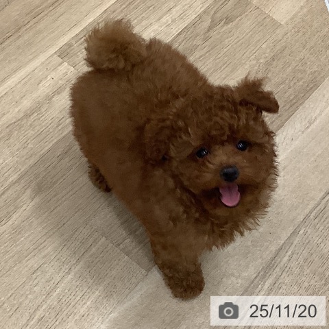 トイ・プードルの写真