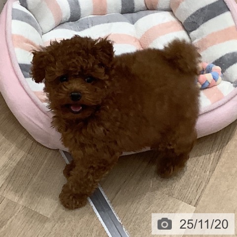 トイ・プードルの写真