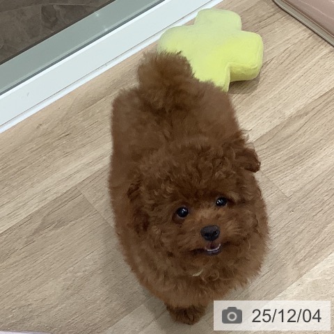 大阪府のトイプードル(トイ) (ペットプラス 鶴見店/2025年8月29日生まれ/女の子/レッド)の子犬の4枚目の画像