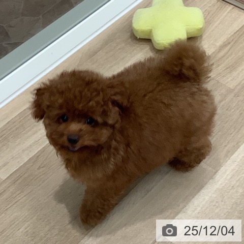 大阪府のトイプードル(トイ) (ペットプラス 鶴見店/2025年8月29日生まれ/女の子/レッド)の子犬の3枚目の画像