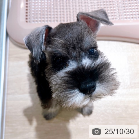 ミニチュア・シュナウザーの写真