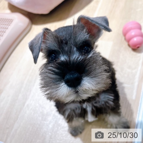 ミニチュア・シュナウザーの写真