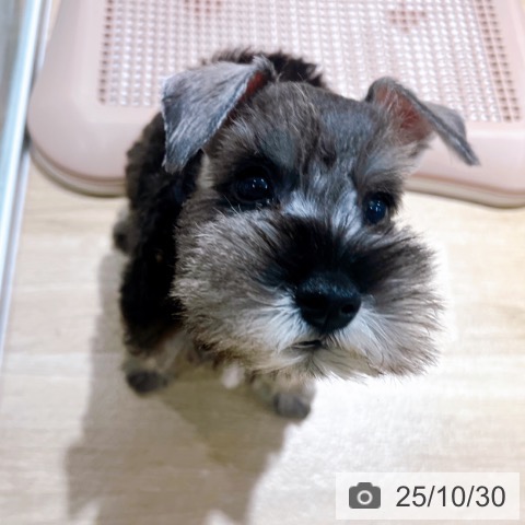 ミニチュア・シュナウザーの写真